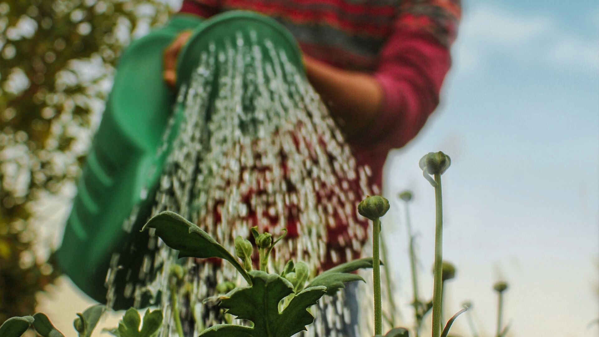 Cultivate Discipleship Lessons